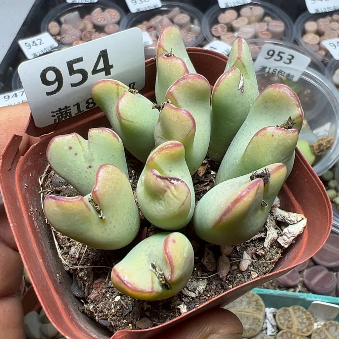 【闪购商品】 954。