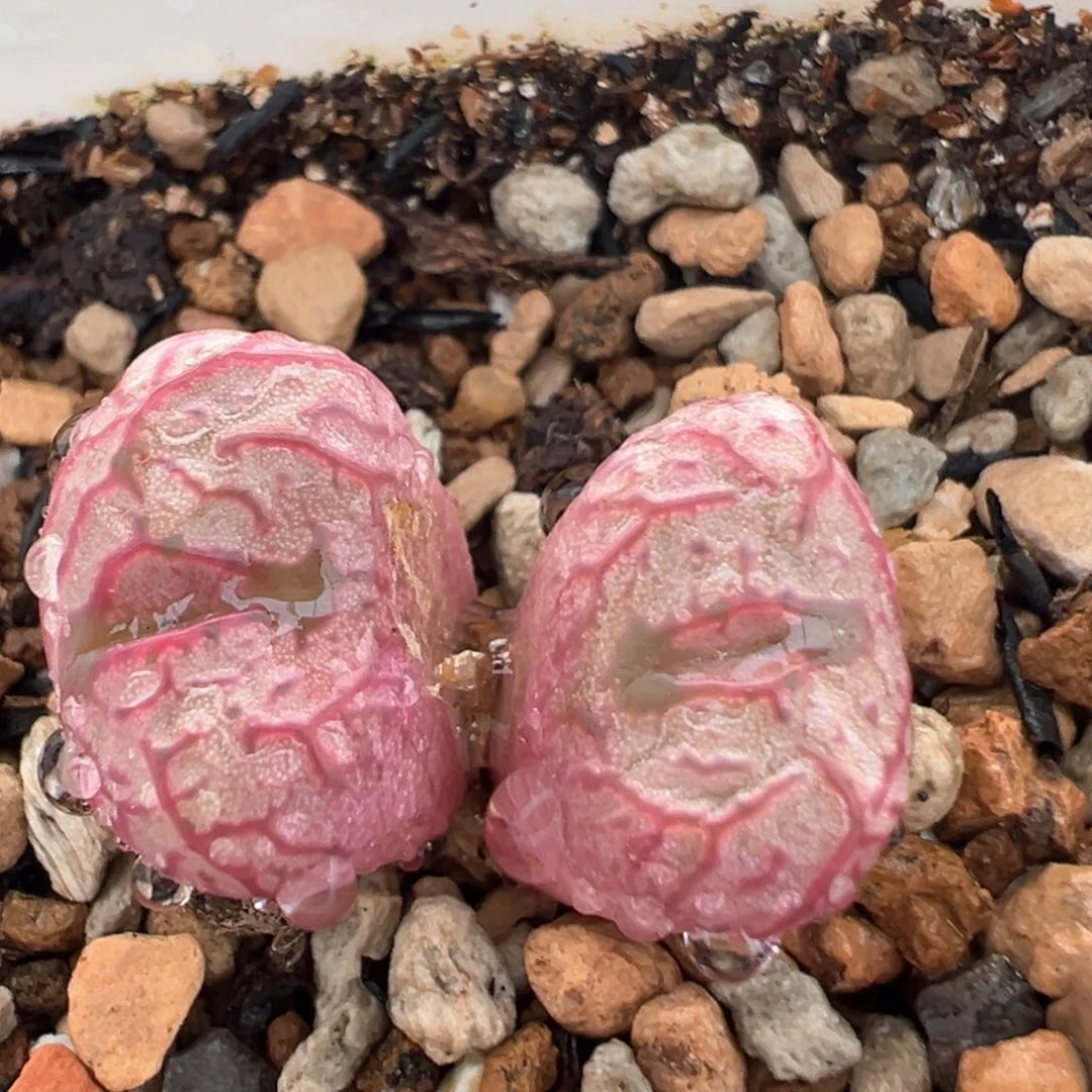 247多肉植物百科红河