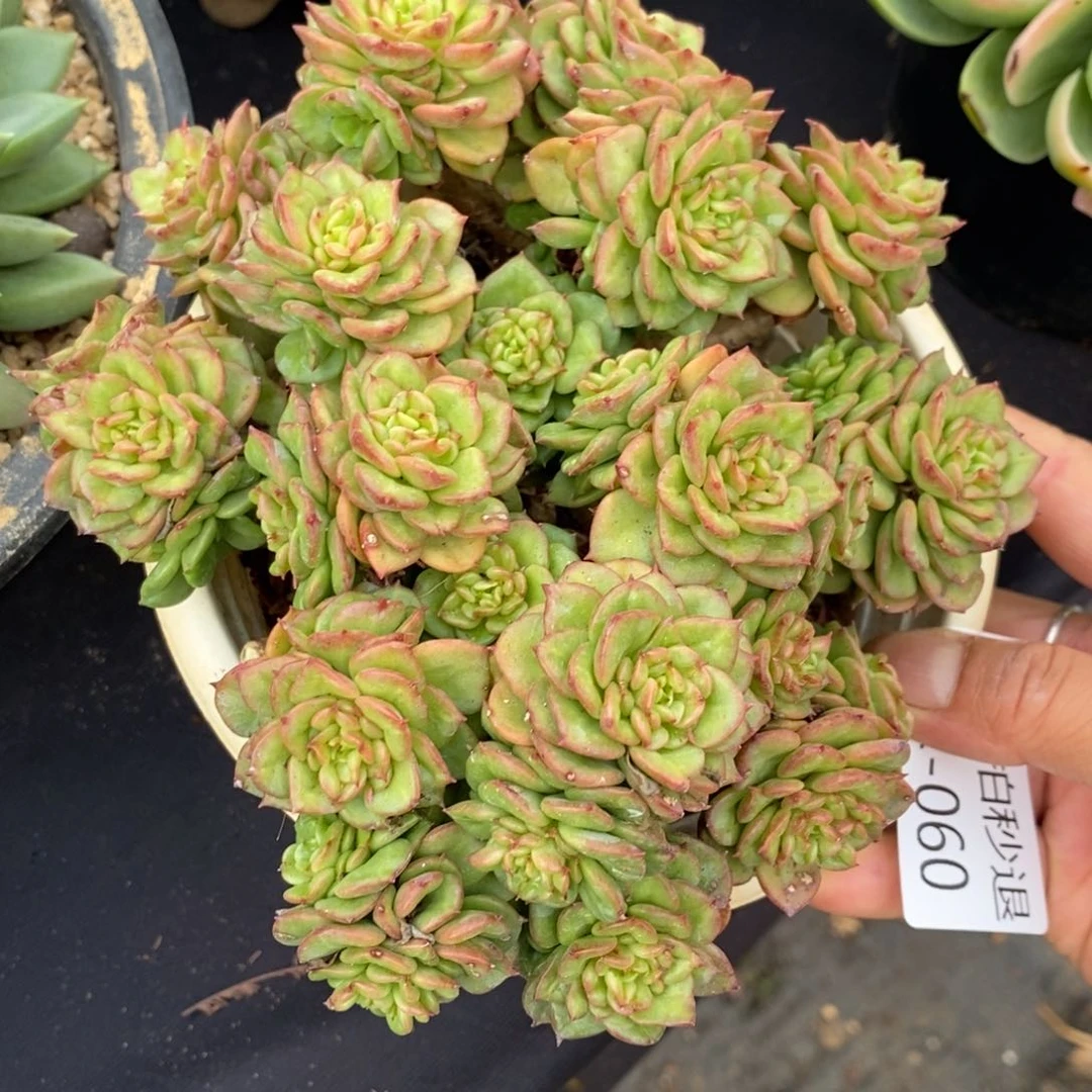 勿秒拍秒退 922-60辣牡丹