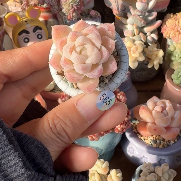 565 多肉含盆土30元包邮除偏远