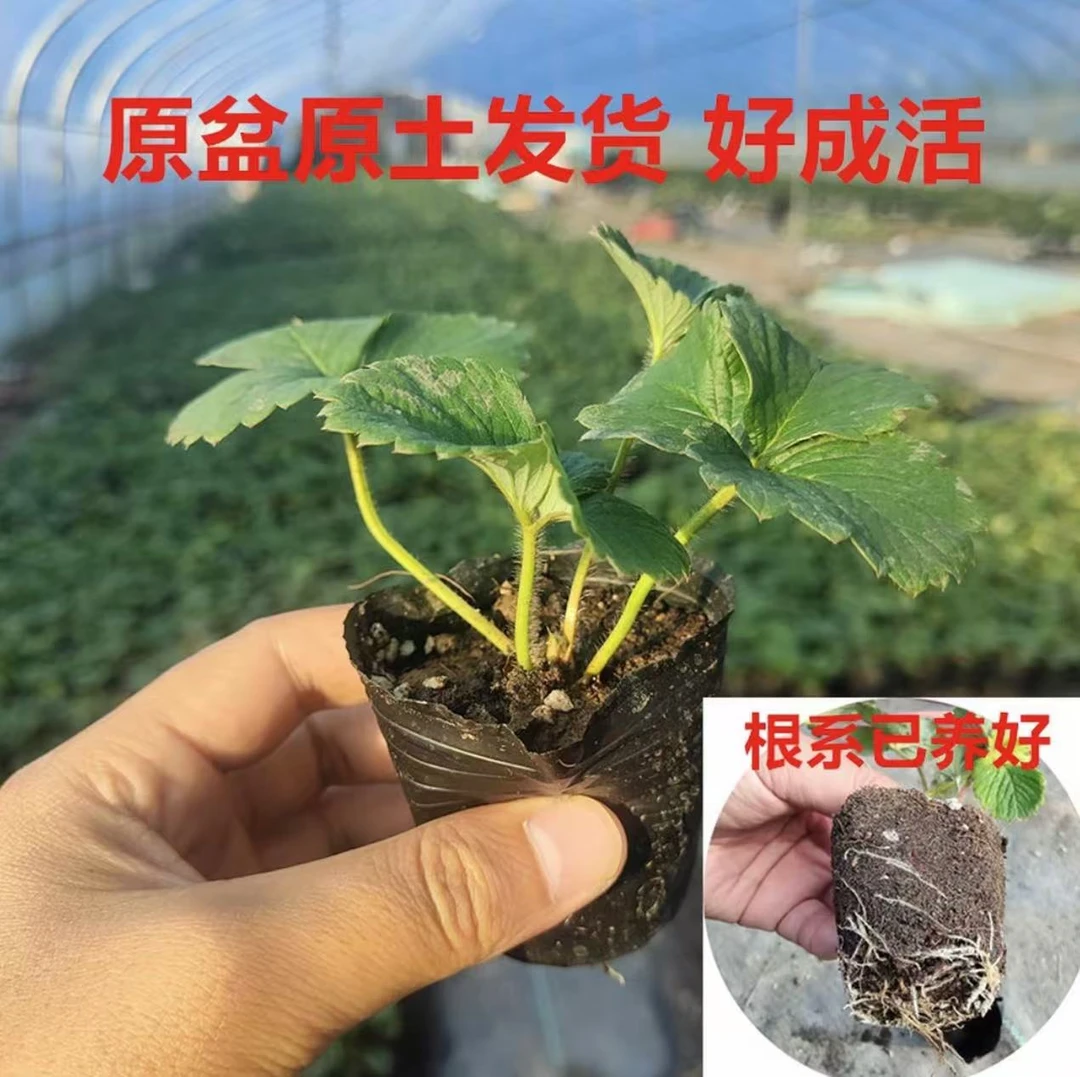 四季奶油草莓盆栽南方秧苗北方阳台庭院种植南北方果树当年大果