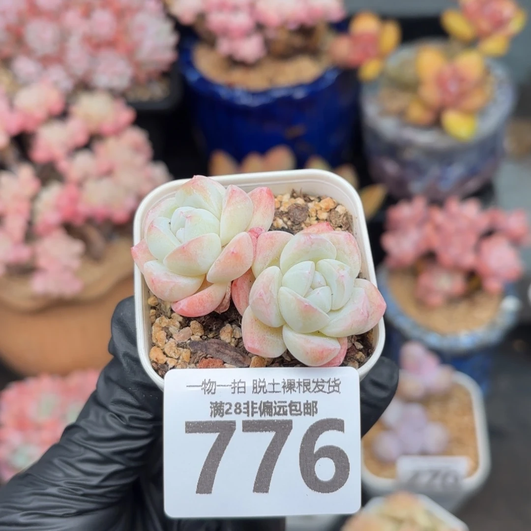 小冰玉带盆土发货