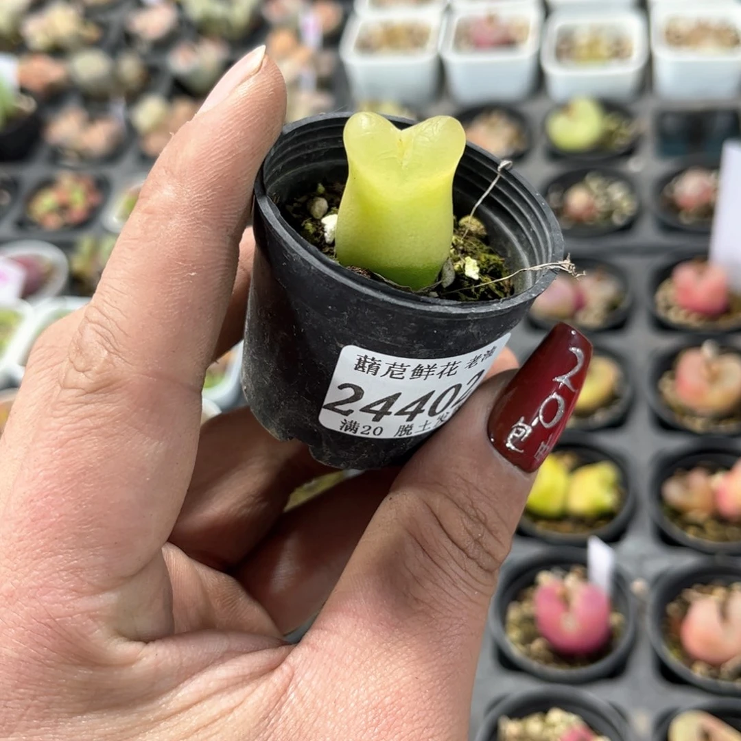 24402一物一拍单头发货