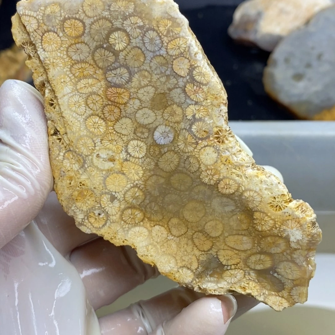 【闪购商品】未镶嵌珊瑚玉硅化玉