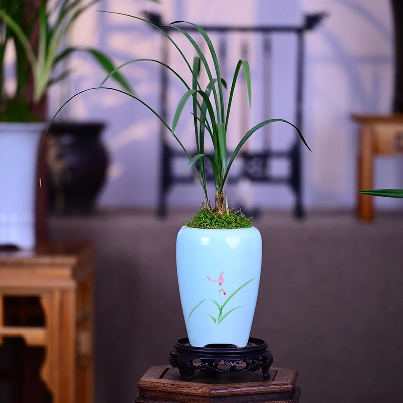 春兰铭品（三星蕊蝶）哥窑兰花彩绘盆室内好养易活