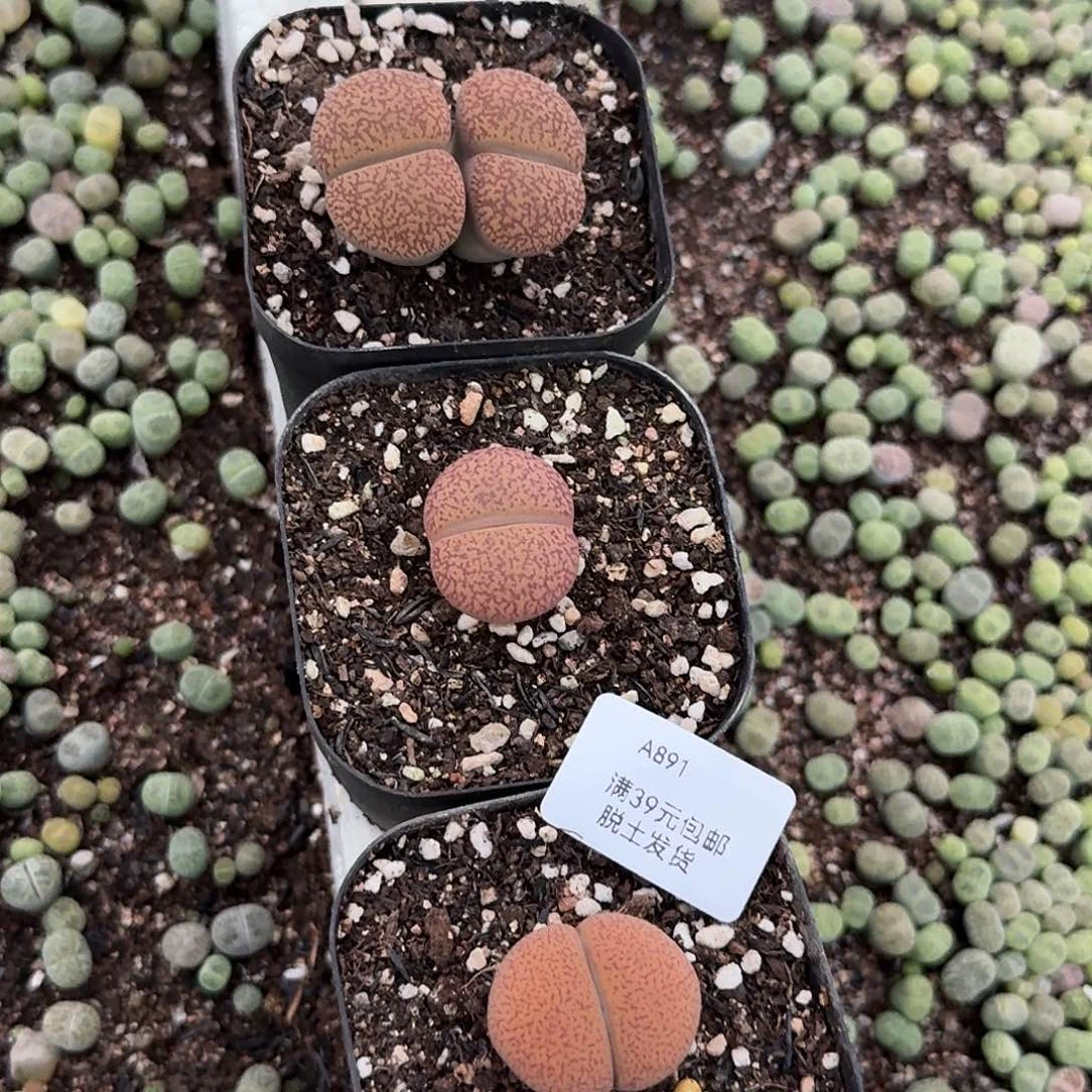 小***乖881多肉哈哈哈哈哈哈哈