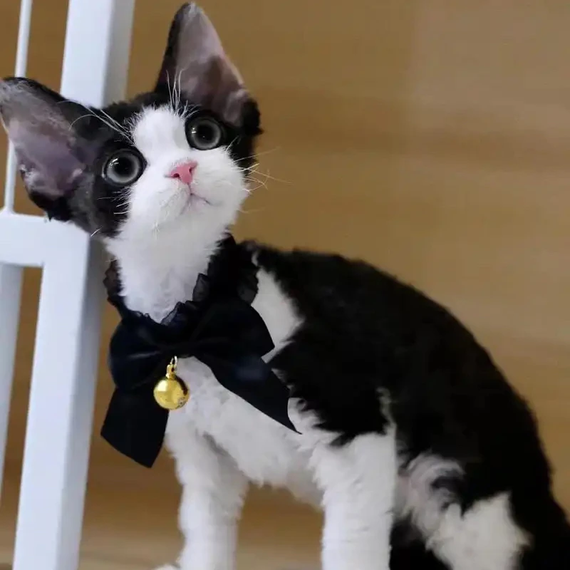 【NaNa德文猫舍】猫咪活体