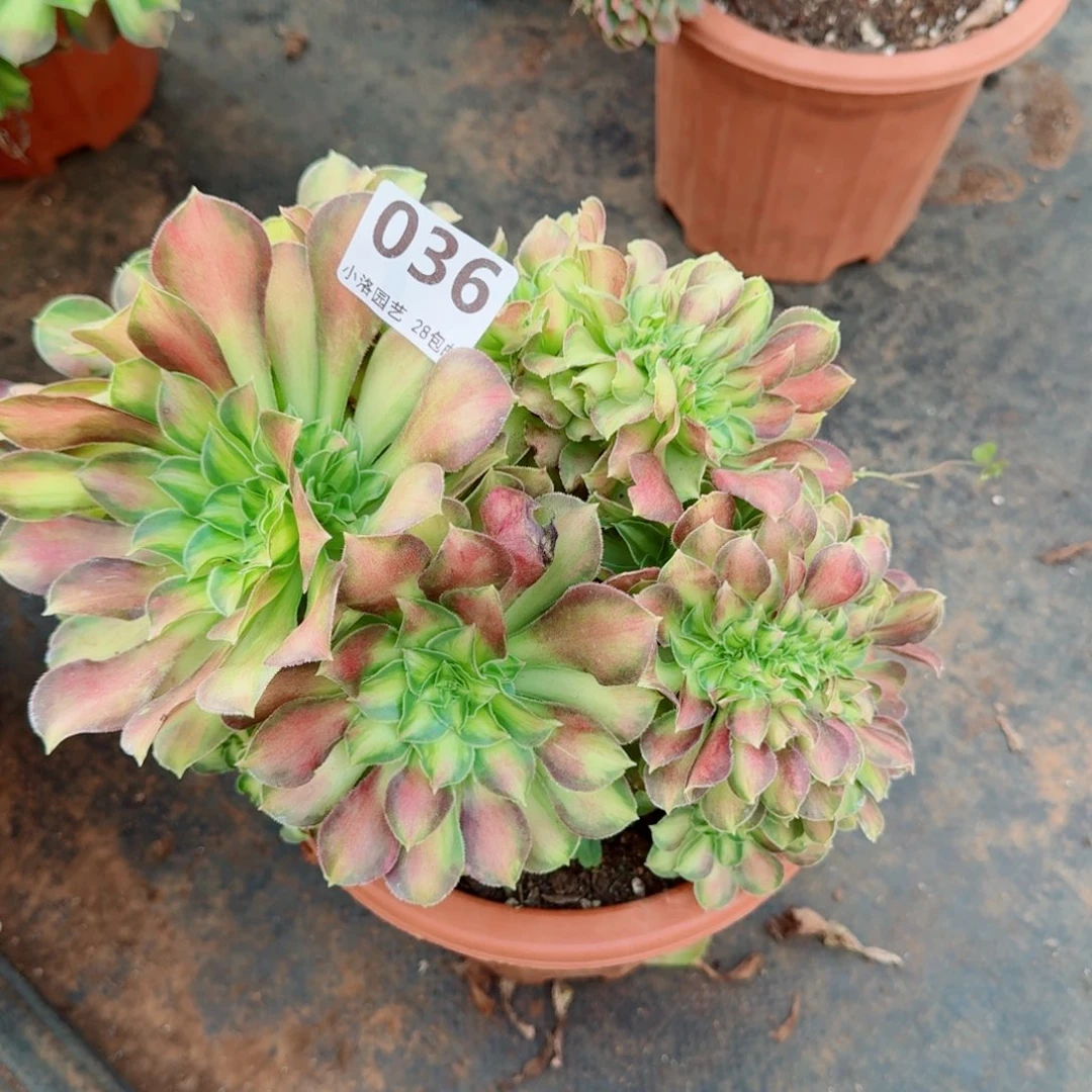 36韶华缀化多肉植物