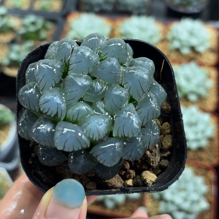 ob1冰灯玉露多肉植物