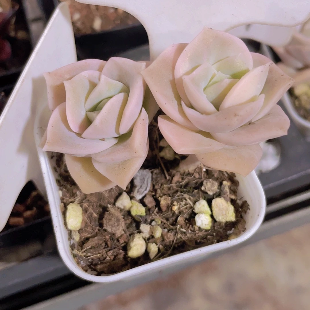 沙****?可爱玫瑰e053一物一拍