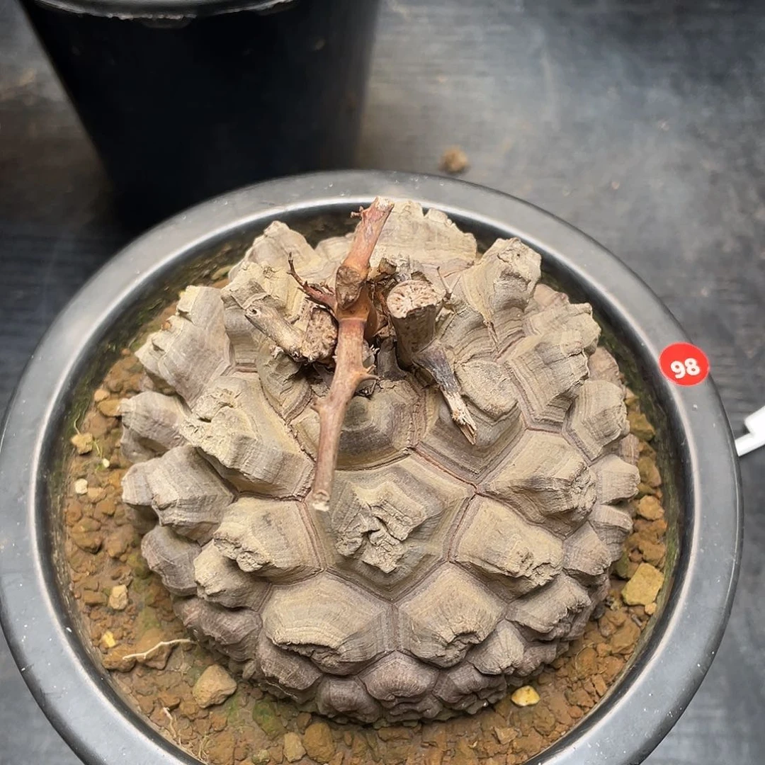 98号龟甲龙10公分