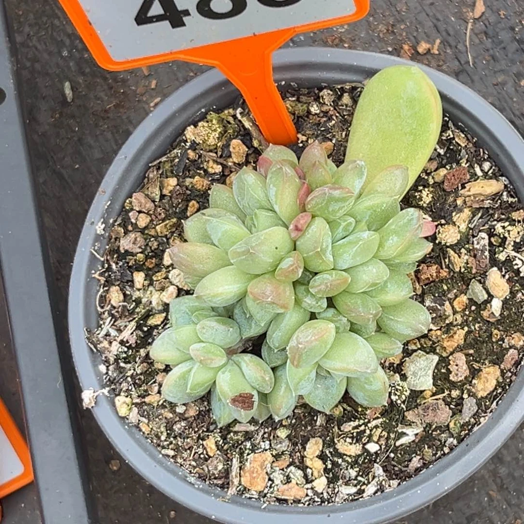 多肉植物百搭翡翠美人483