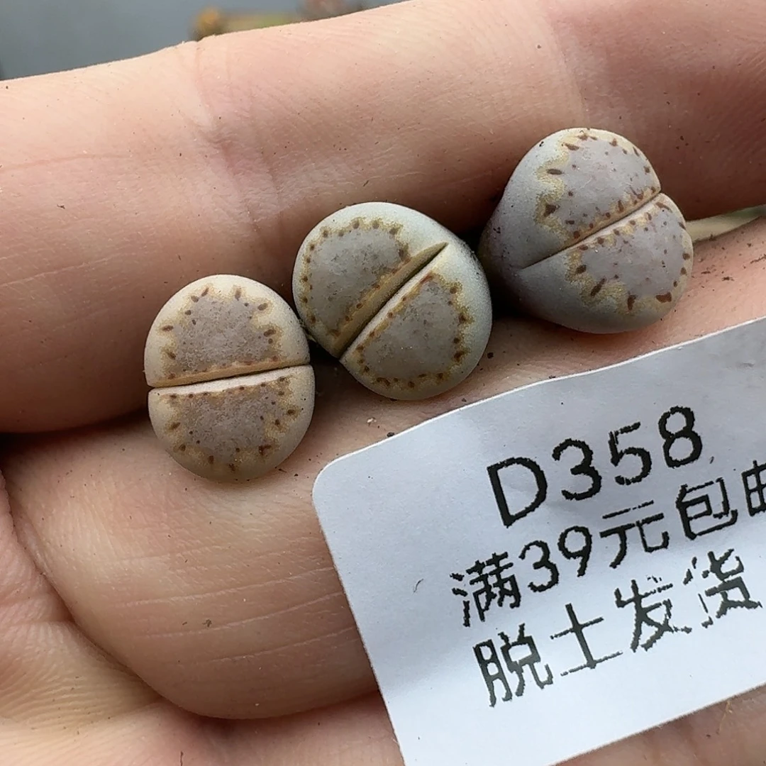 且***8358多肉哈哈哈哈哈哈哈