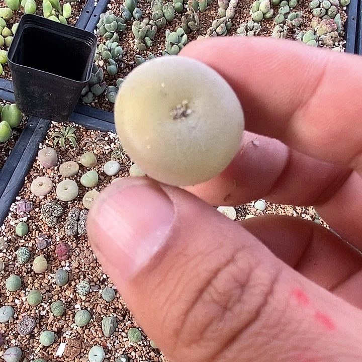 27607一组空卡佛