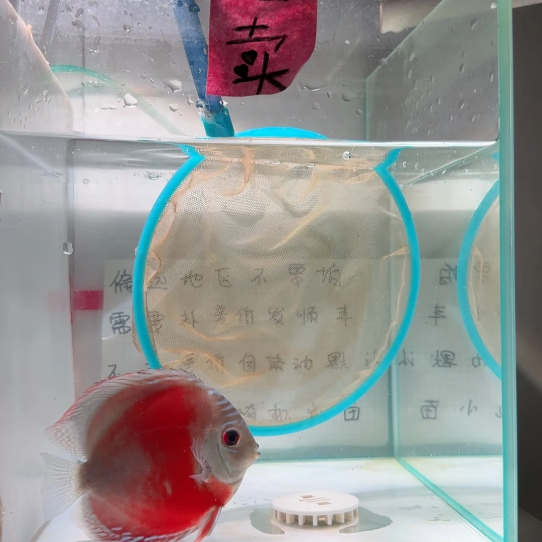 七彩神仙鱼肉身8偏远地区不拍