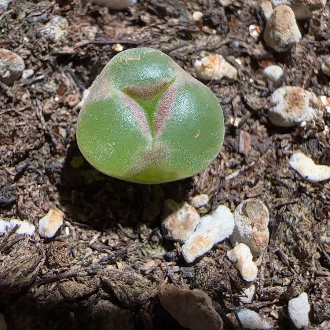 肉锥多肉植物组合-绿焰奔驰587