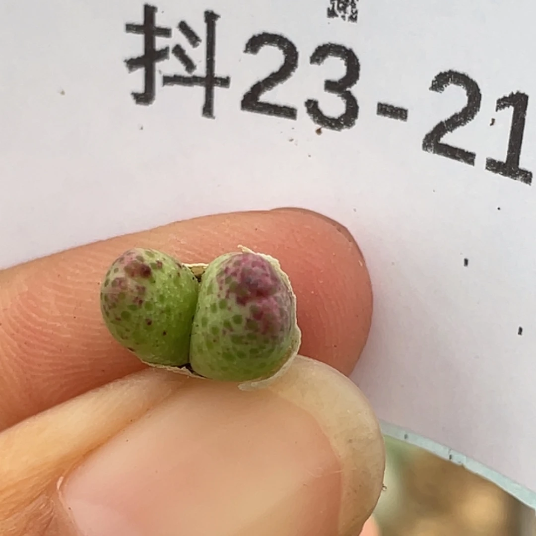 23-21草莓斑马肉锥