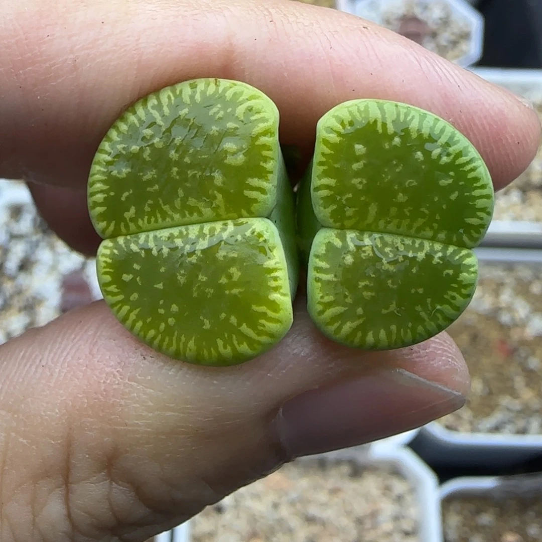 852秒生石花大棚直播