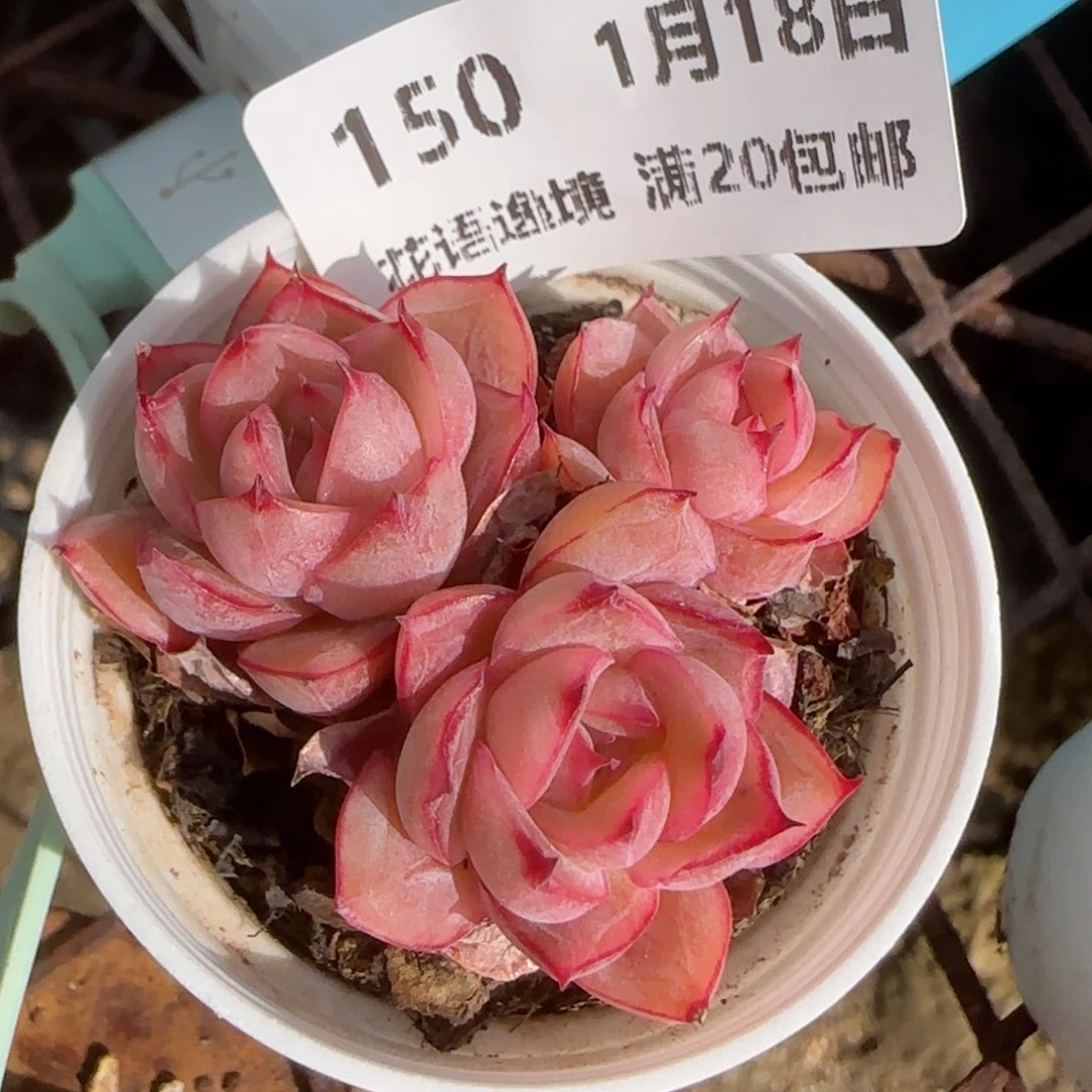 花语逸镜0118-150