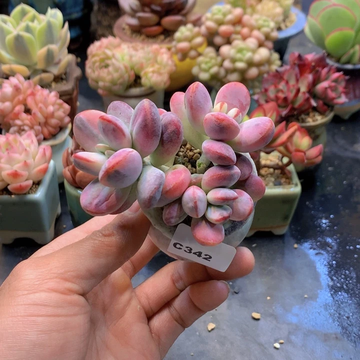 一物一拍满38包邮C342