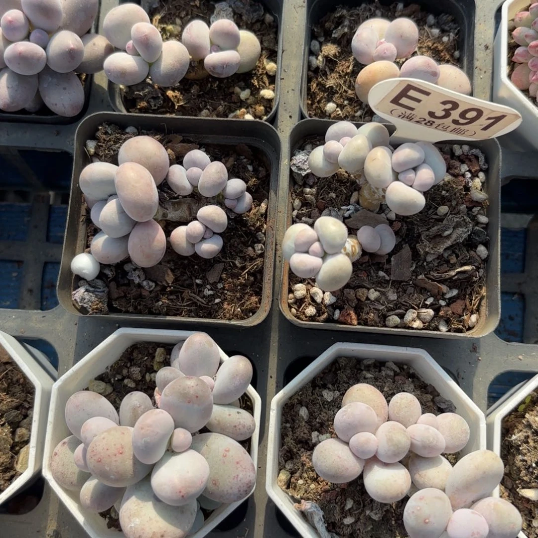 l***gE391两颗一物一拍