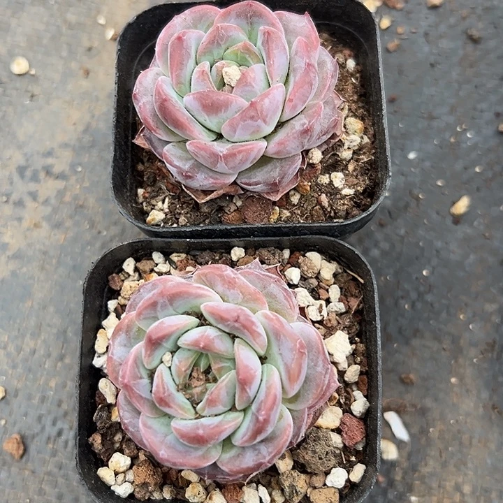 无花朵草莓两盆。