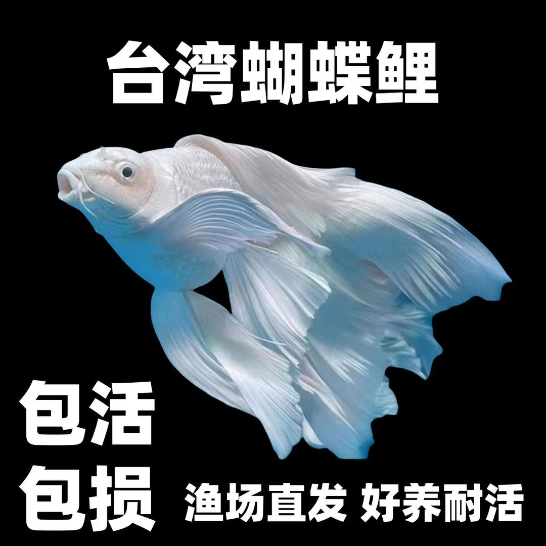 纯种蝴蝶鲤鱼白色短球贵妃体观赏鱼精品混养饲养养殖发货耐活好养