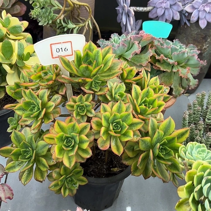 芬***芬完全开放星爆多肉植物016