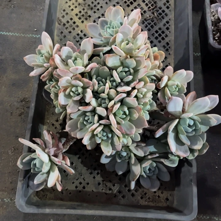 落***梅冷香一颗140盆小群生