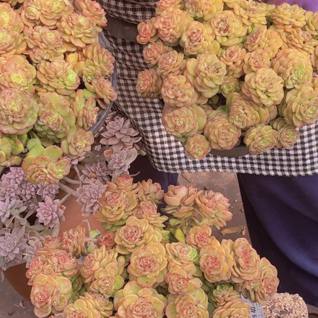 黄金蜡牡丹一单包邮