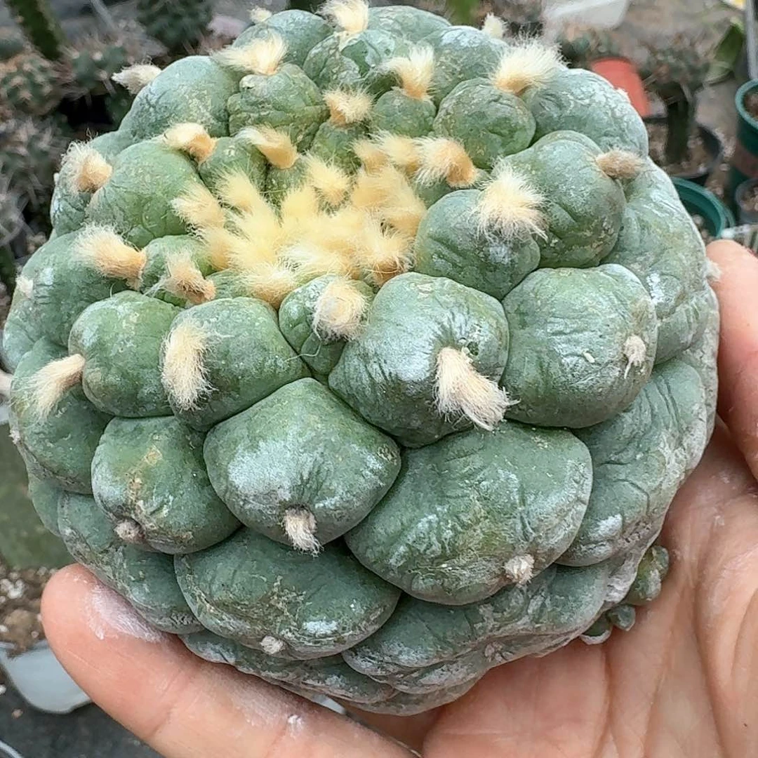 【闪购商品】无花朵落地大尤鲜