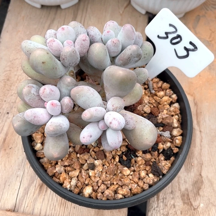 米可奶303号码牌子的话