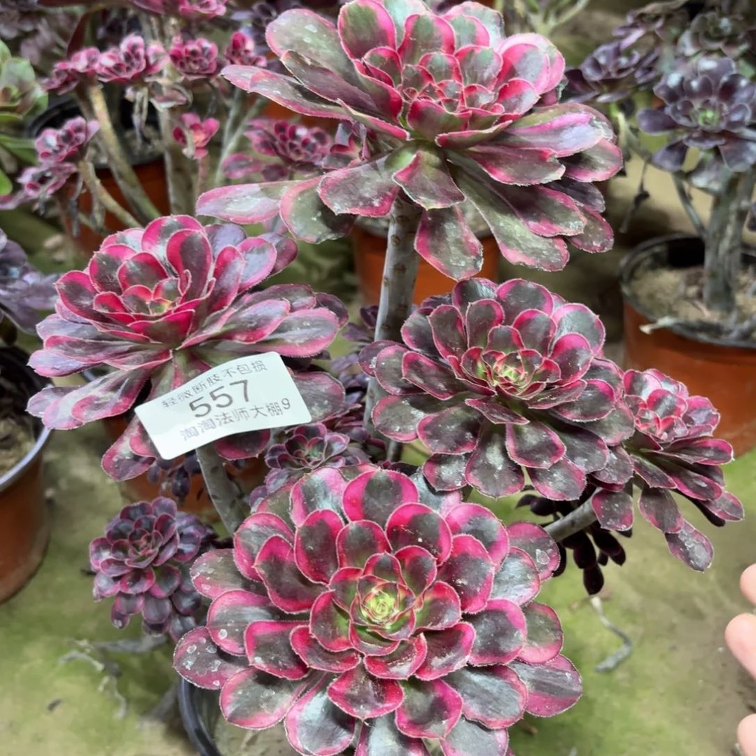 557丽娜多肉植物法师