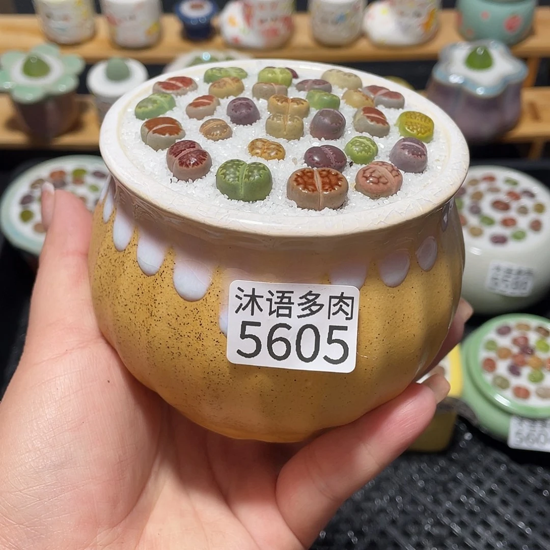 六***y带盆土植物 一物一拍5605