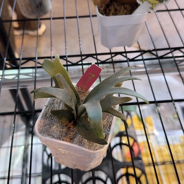 无花朵珍妮鹿角蕨