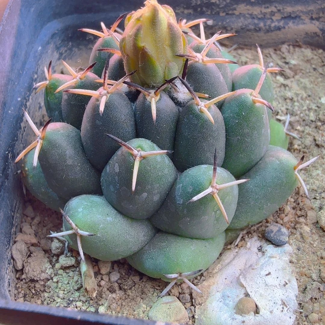 魔象实生多肉植物