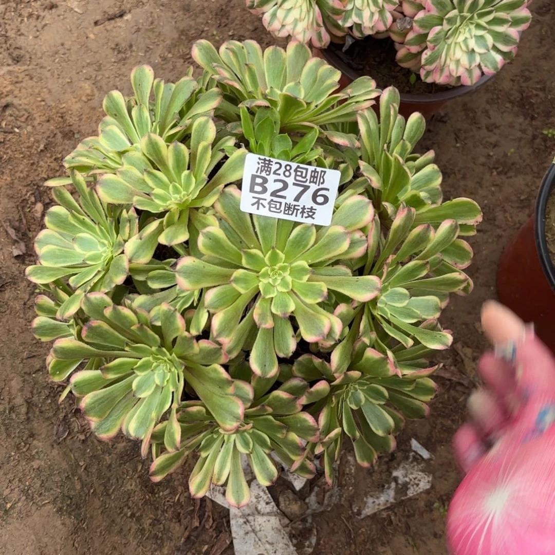 M. 276粉带多肉122333