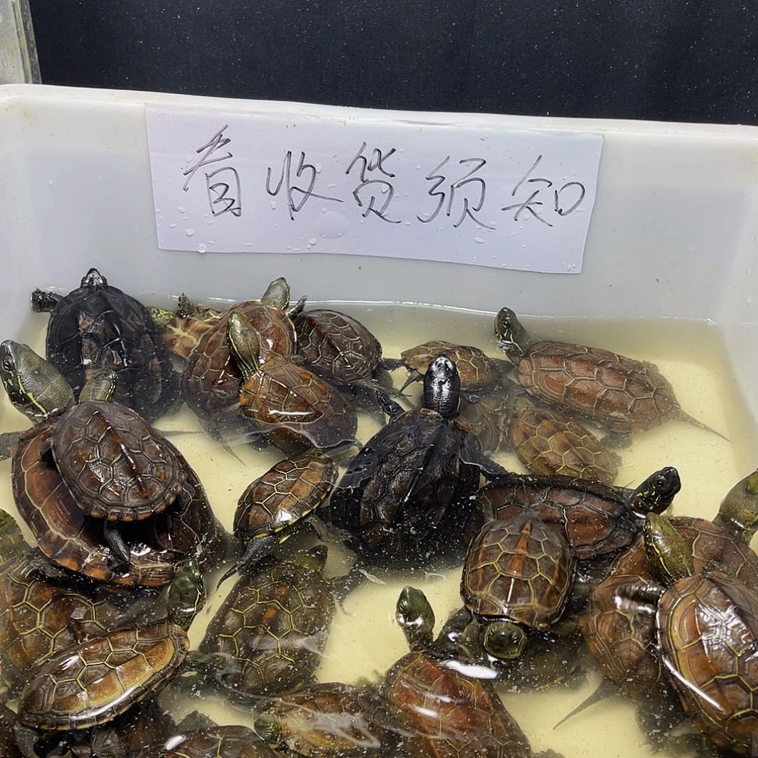 完***6母中华草龟1234567