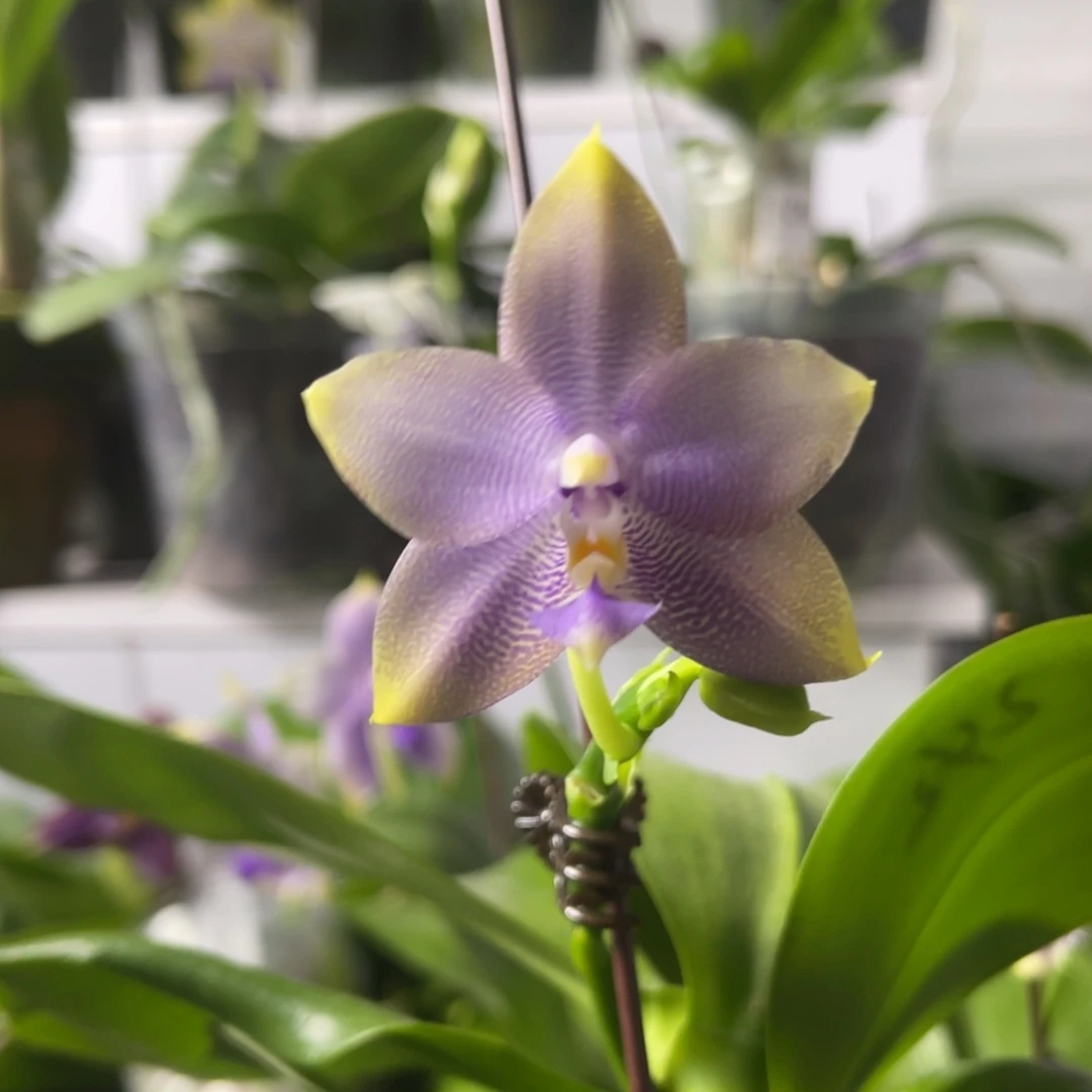 完全开放2.5寸 弥陀mcl242 迷魂阵