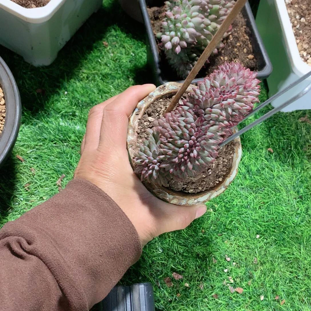多肉植物多肉植物美人缀