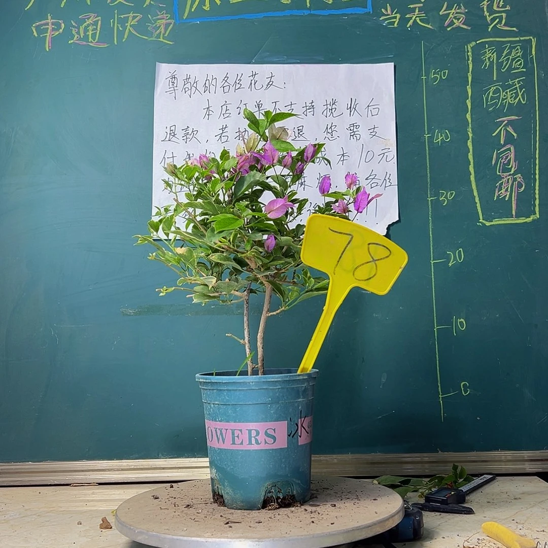 当前无花栽培后可以开花双杆 冰淇淋78