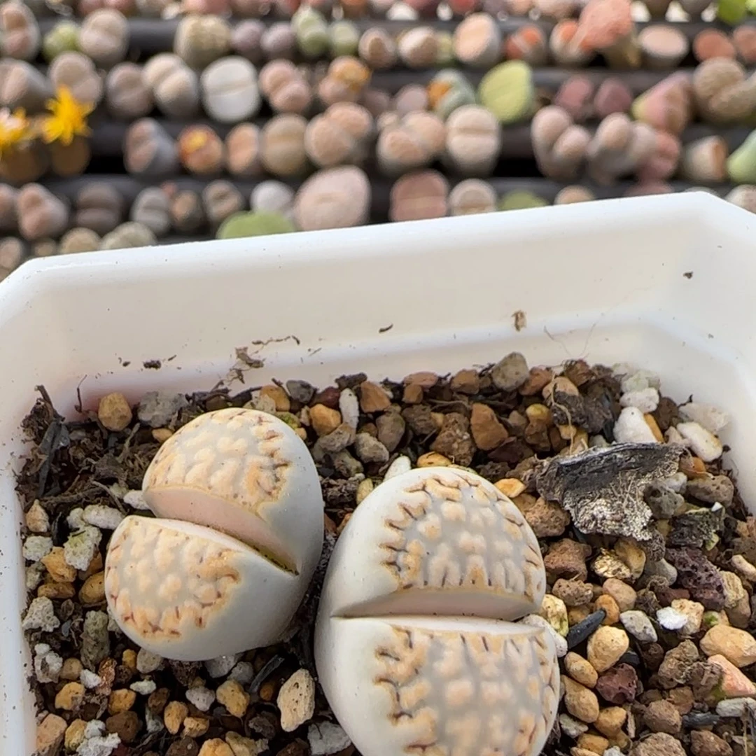 11.19。萌肉216母本花窗饼干。7005