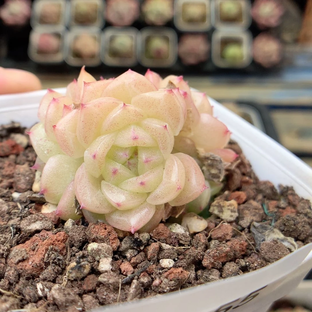 X155 ，20包邮两天凑单偏远不发货