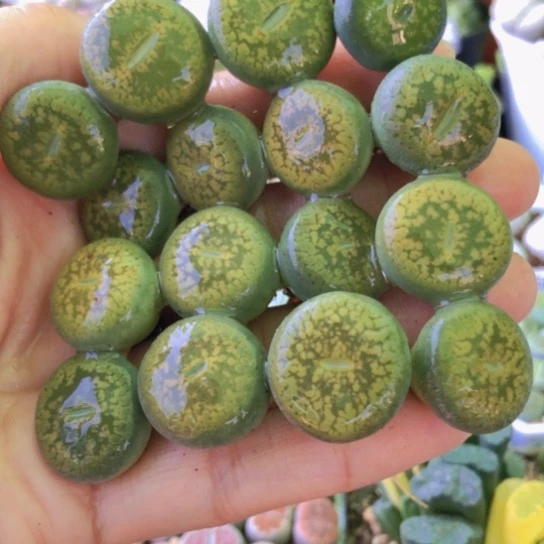 0133，如图1.8厘米儿童黄日轮