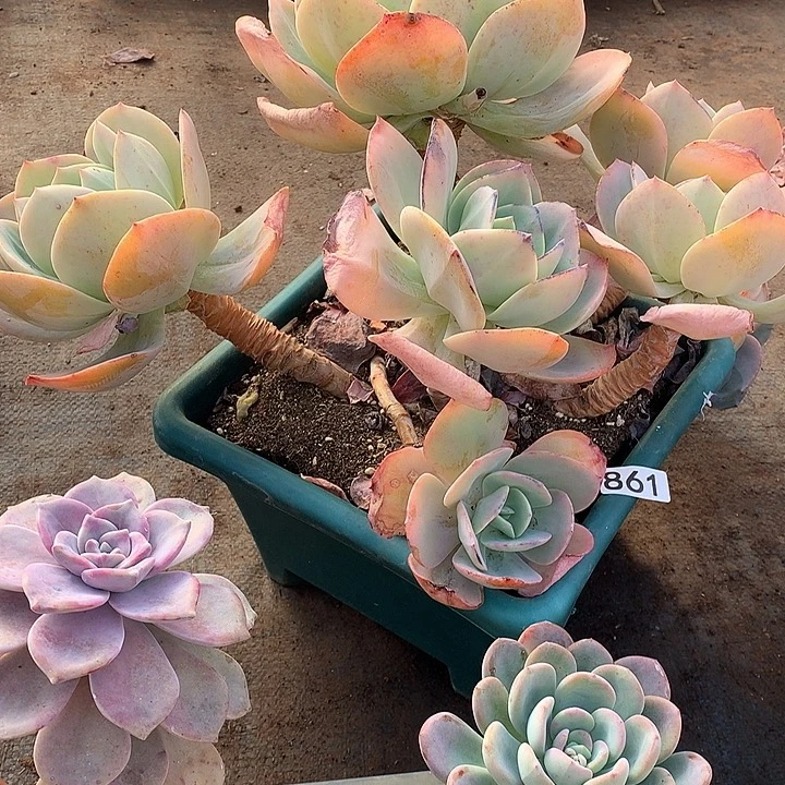 861凤一物一拍多肉