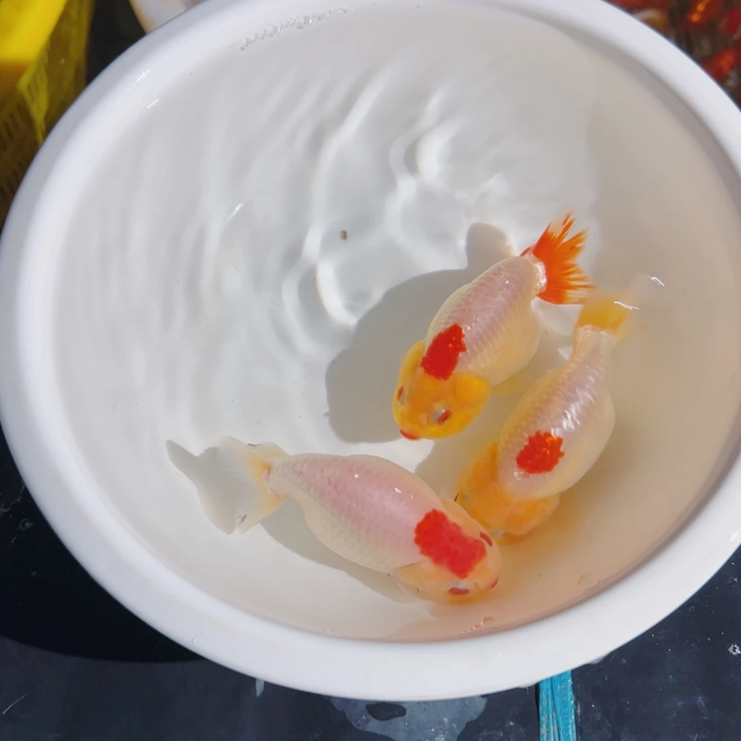 _***豆海水鱼1111111111111