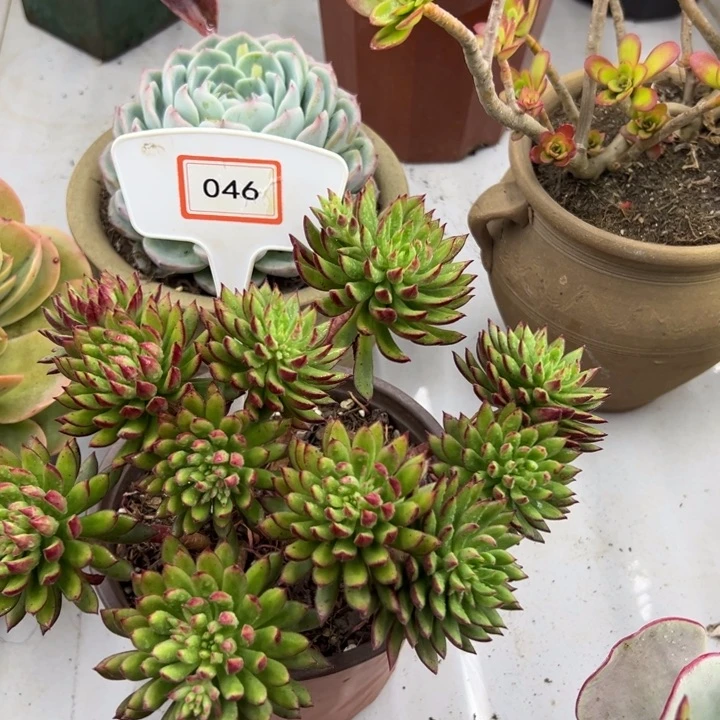 ?***?多肉植物的046