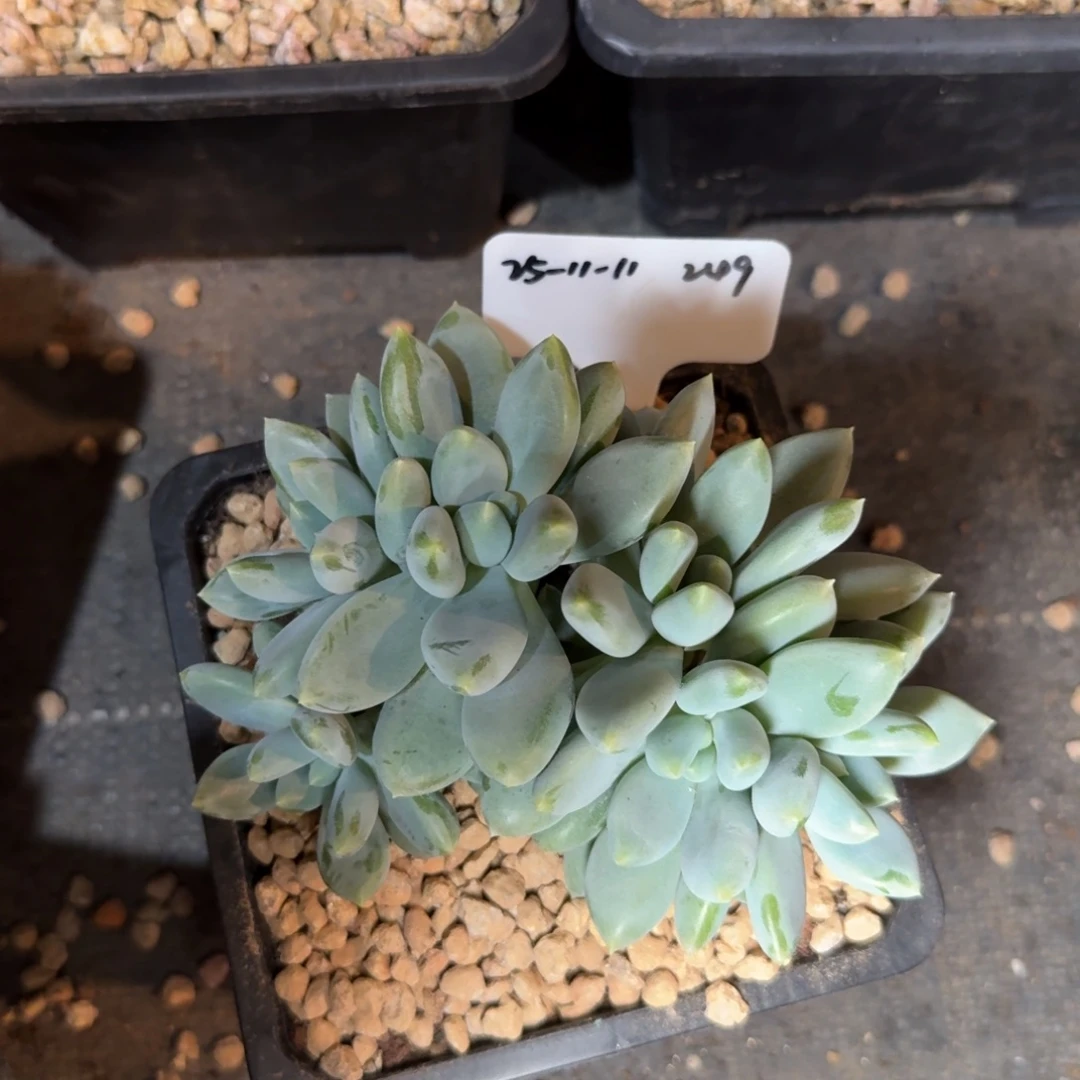 一物一拍双十一场黄胖体哥特萝莉群249