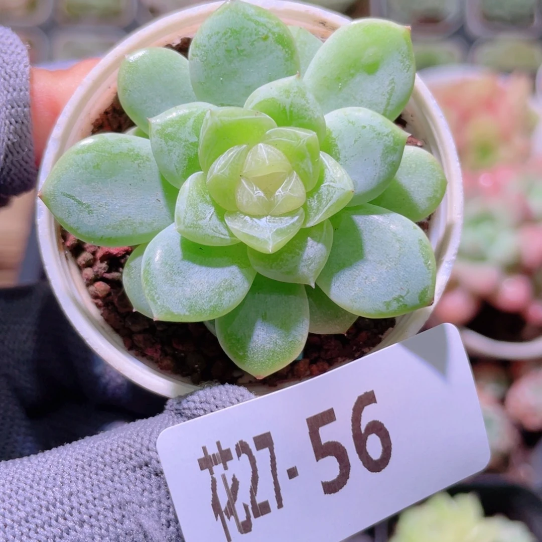 花利美27-56冰蕊
