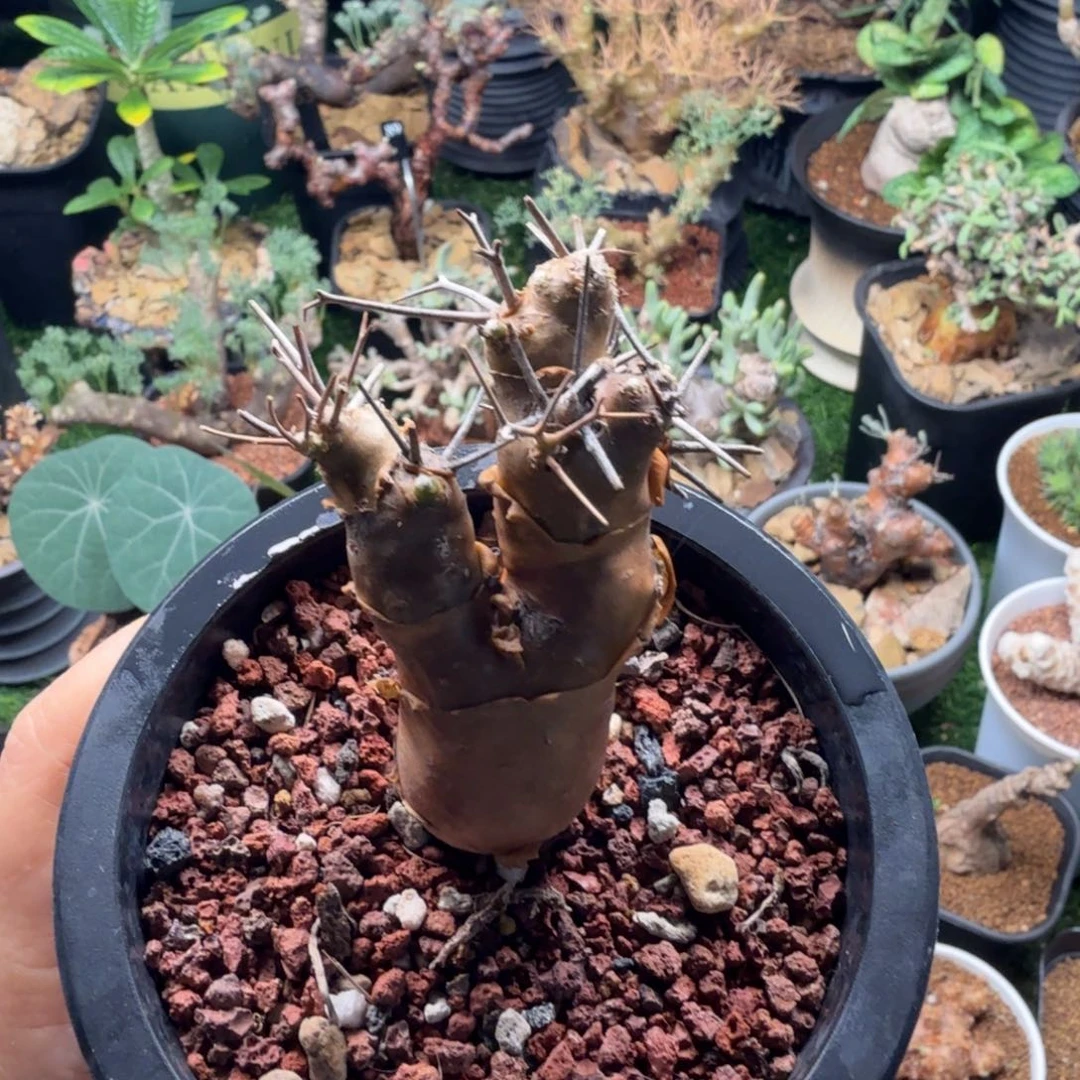 刺烛厚墩菊485仙人掌